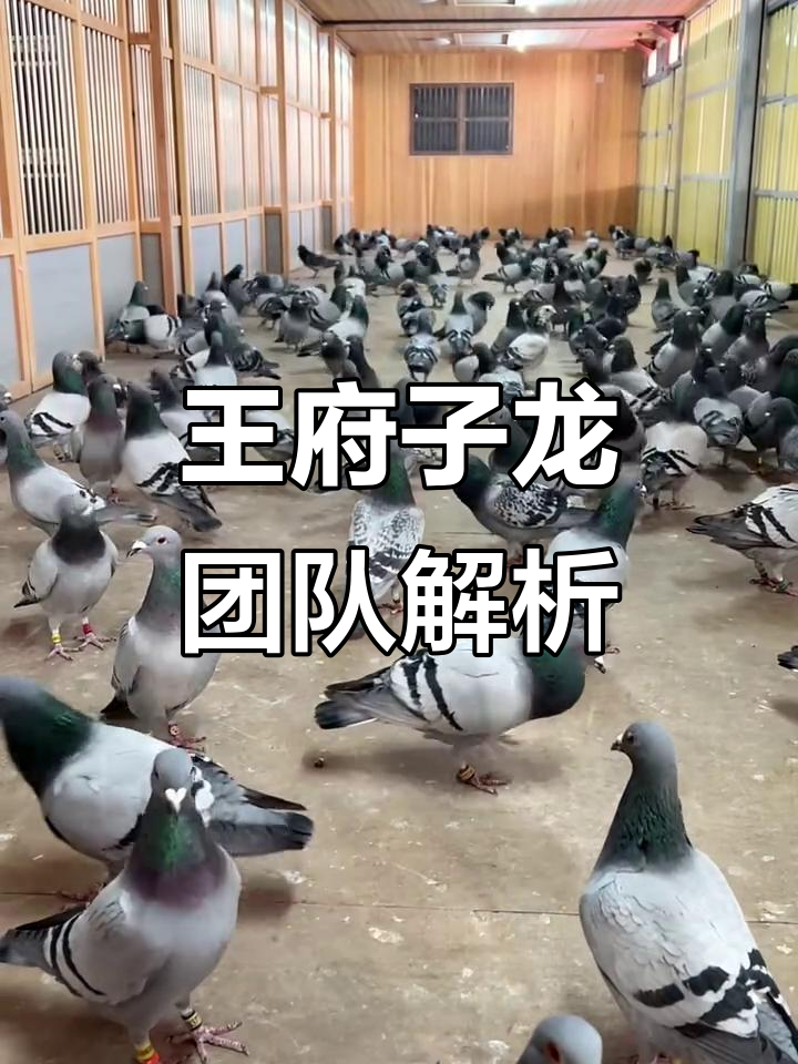 南非羽毛球队夺冠，实力不容小觑的简单介绍
