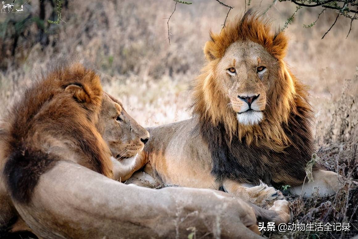 雄狮获得宝贵三分，提升排名