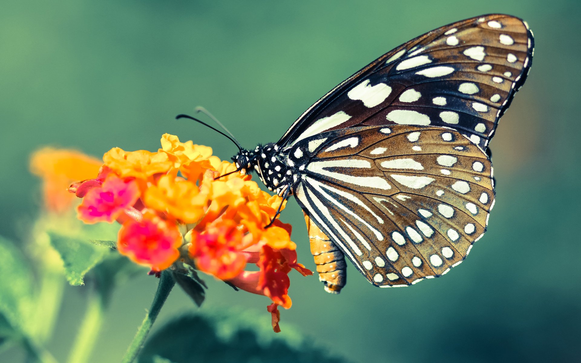 奥运前哨战，广厦力斩广东，关键一役的战术收割与周期启示