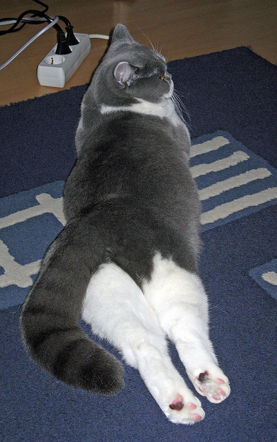 绿茵之上的厮杀与硬木地板的荣耀，团队的史诗，永不落幕