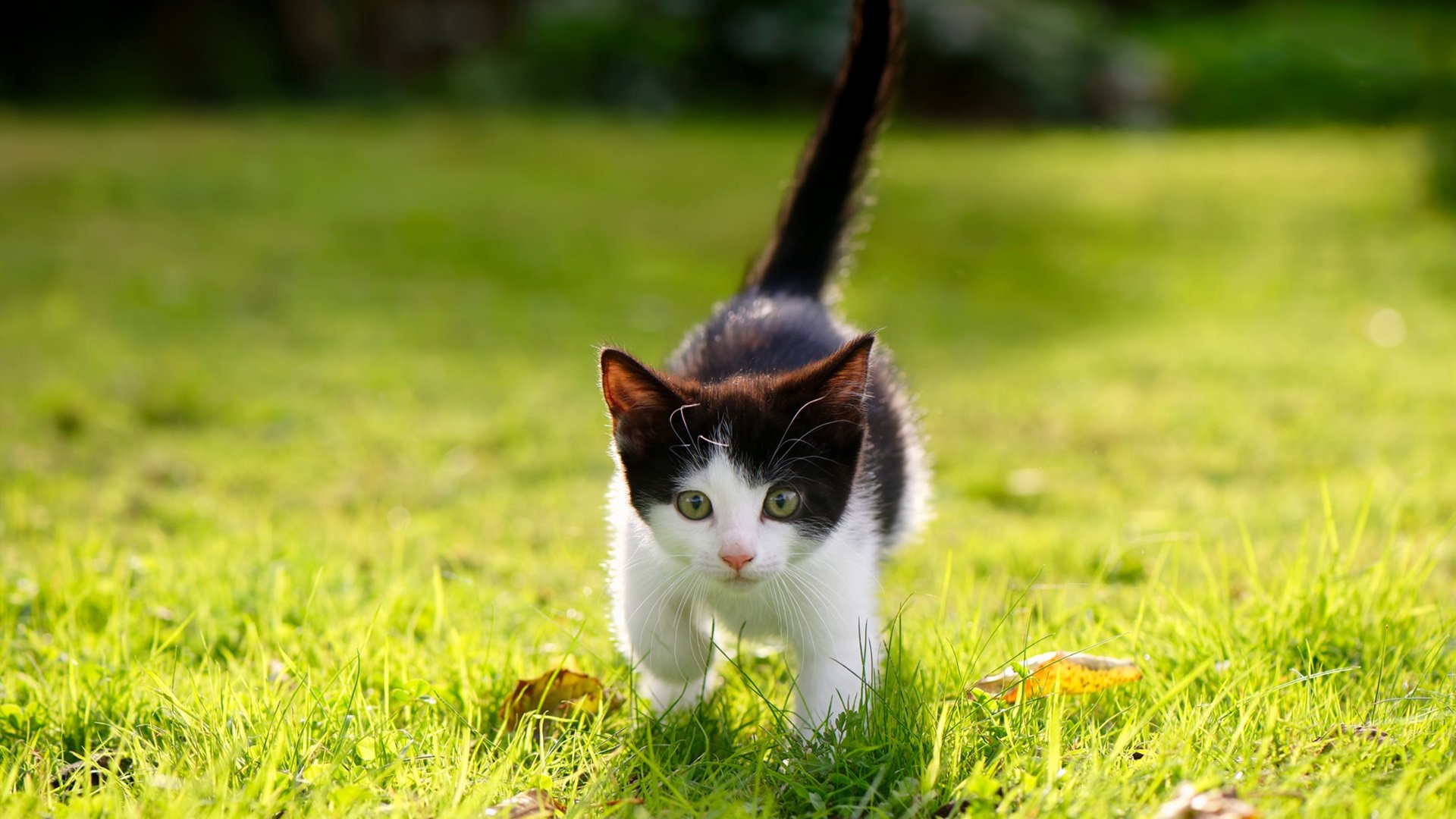 巴拉圭友谊赛击溃贝蒂斯，C罗关键先生闪耀全场