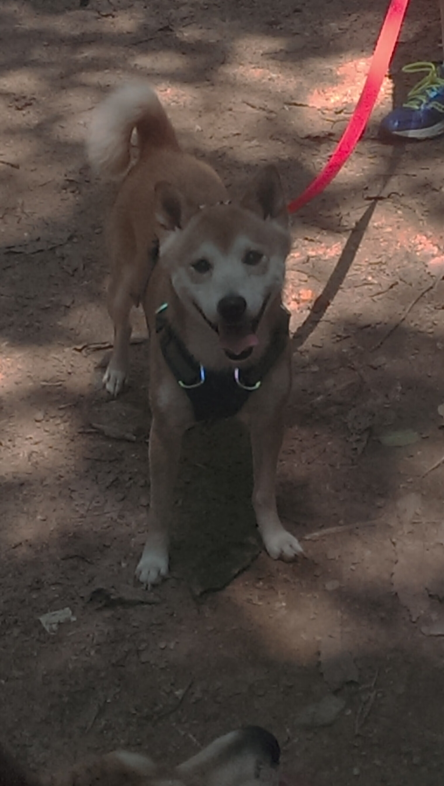 新疆队掀翻NBA奇才，塔图姆主宰比赛走向却饮恨败北