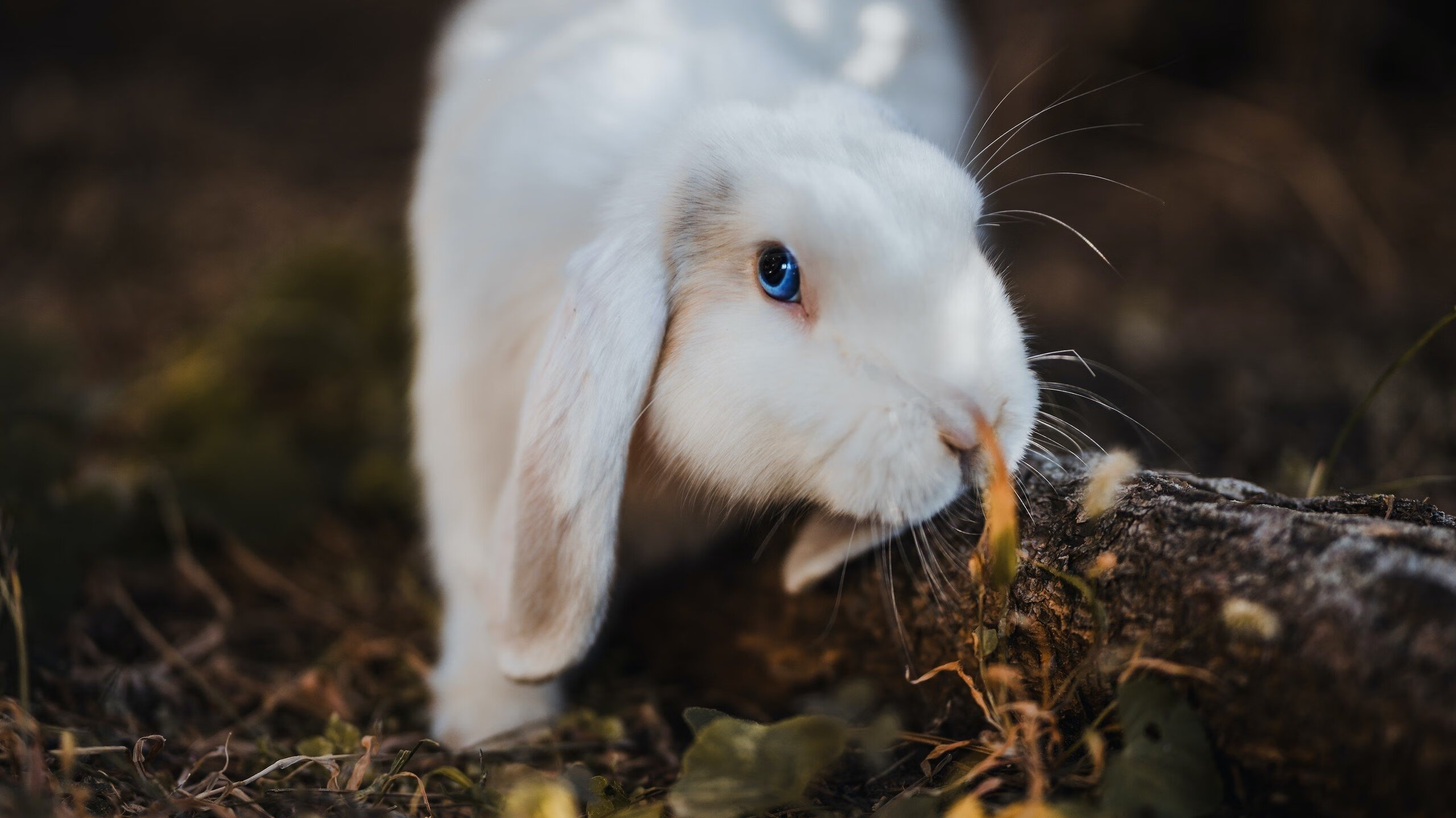 数字风暴，本泽马在美加墨之夜的数据革命