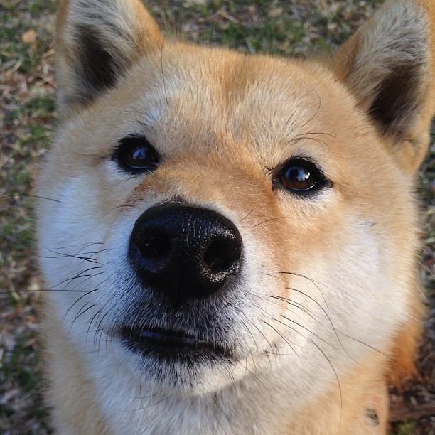 压哨绝杀！布雷默一脚定江山，比利时惊险送威尔士回家