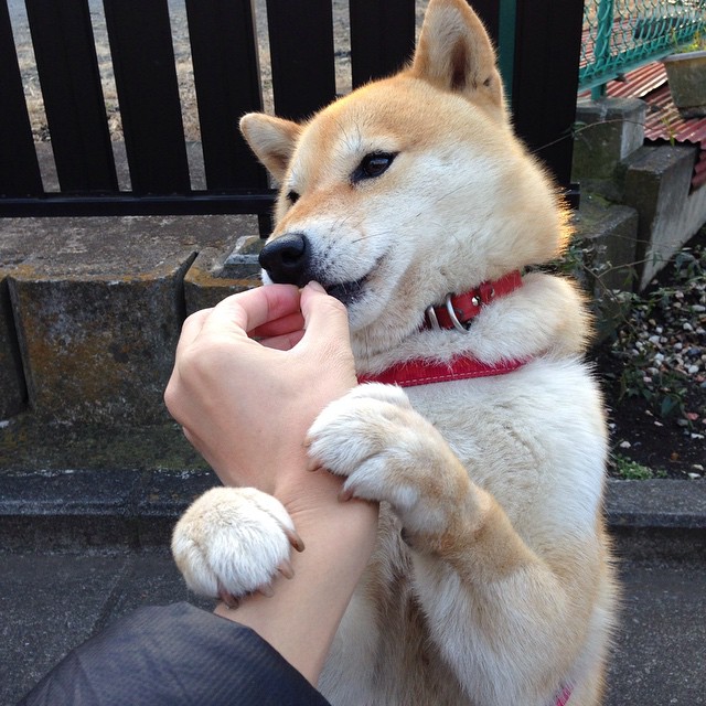 欧冠半决赛烽烟再起，芬兰连番破门，全面压制新西兰演绎绿茵传奇