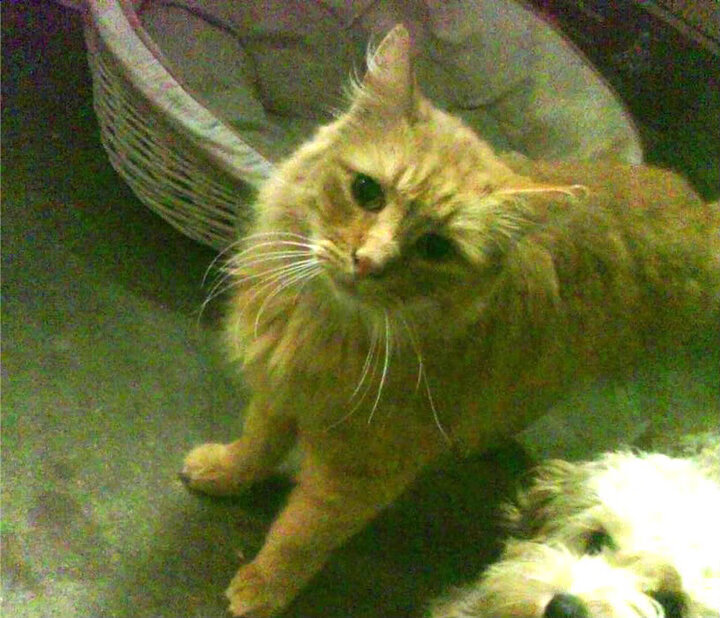 挪威钢铁防线封锁乌拉圭，伊萨克化身关键先生定乾坤