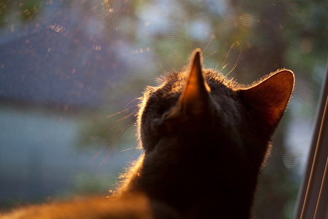 绝境双星，伦纳德史诗级爆发难救主，塔图姆压哨绝杀定乾坤