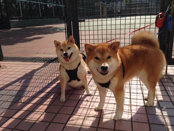 托尼时间杀死悬念!爱尔兰教科书式胜利击溃丹麦