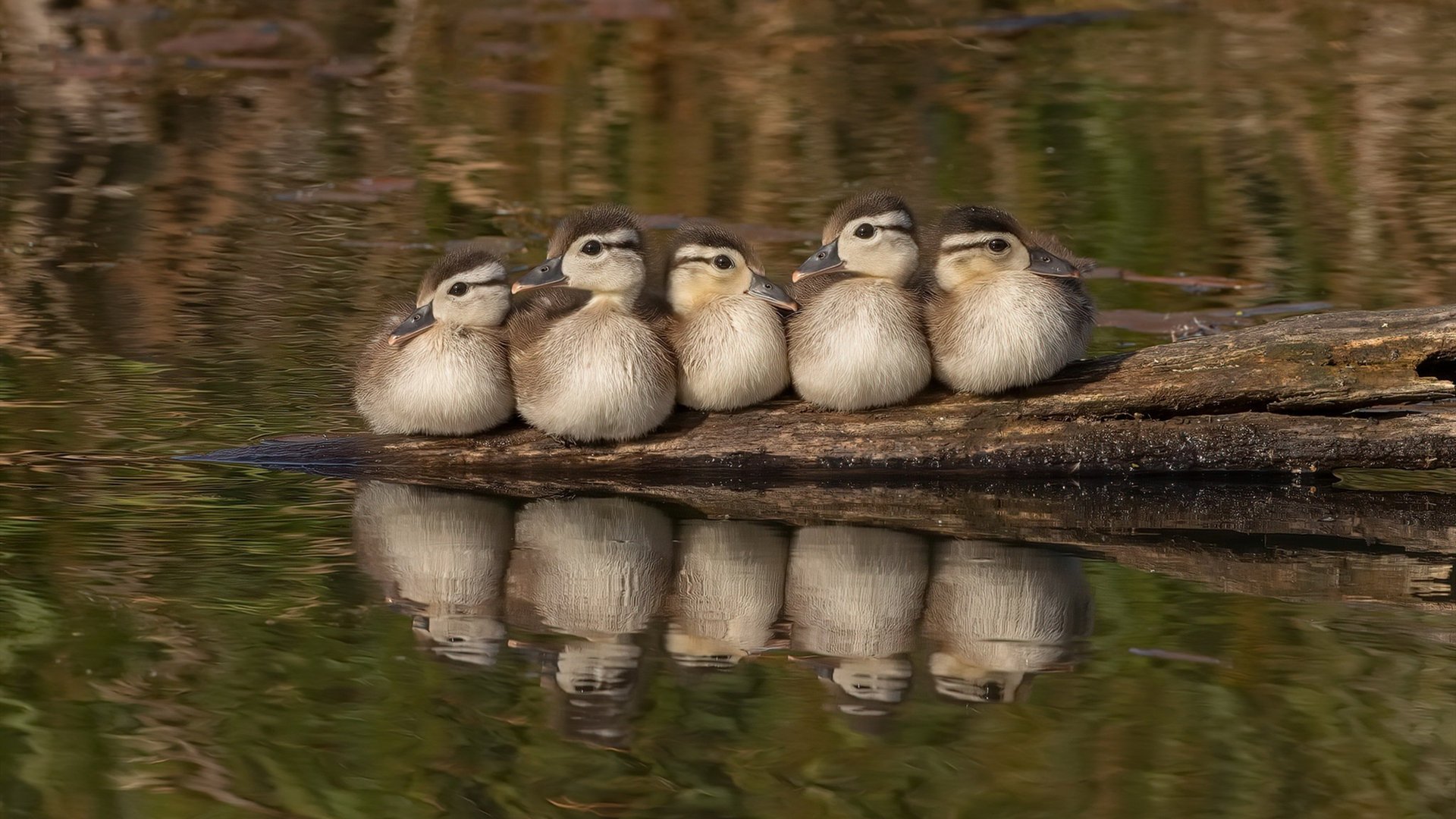 智利强压比利时，巴尔韦德在年度焦点之战接管比赛