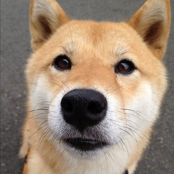 突尼斯对阵日本，恩佐，无名防线上的沉默指挥家