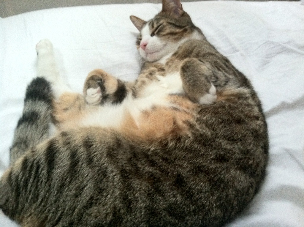 闪电熄灭，巴黎血战中牙买加短跑帝国的最后叹息