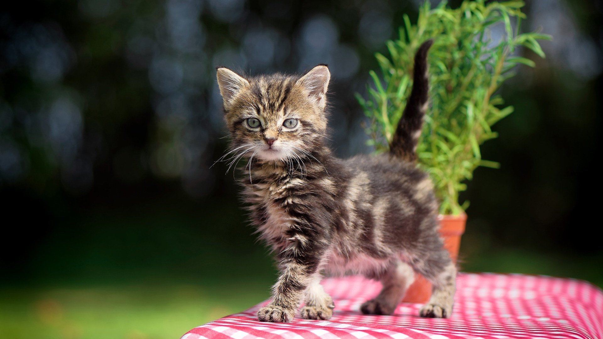 萨卡星光撕裂北欧寒夜，苏格兰战车碾过芬兰晋级